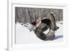 Male Narragansett Turkey (Dark)-Lynn M^ Stone-Framed Photographic Print