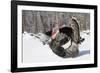 Male Narragansett Turkey (Dark)-Lynn M^ Stone-Framed Photographic Print
