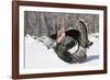 Male Narragansett Turkey (Dark)-Lynn M^ Stone-Framed Photographic Print