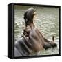 Male Nile Hippopotamus Plays at the Smithsonian National Zoo-null-Framed Stretched Canvas