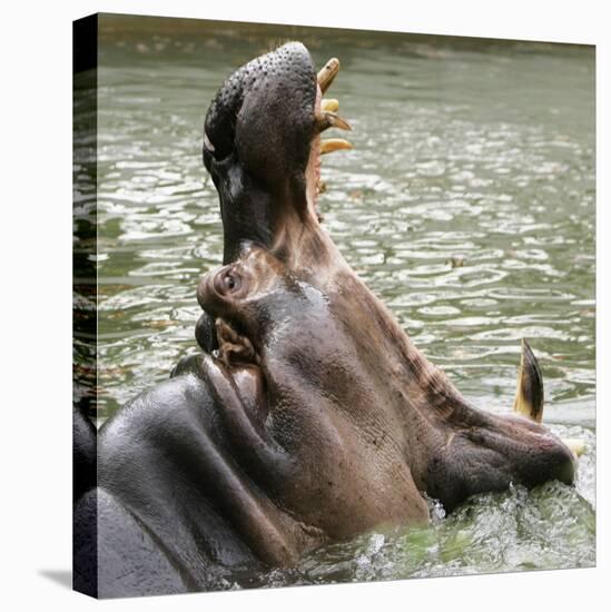 Male Nile Hippopotamus Plays at the Smithsonian National Zoo-null-Stretched Canvas