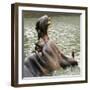 Male Nile Hippopotamus Plays at the Smithsonian National Zoo-null-Framed Premium Photographic Print