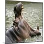 Male Nile Hippopotamus Plays at the Smithsonian National Zoo-null-Mounted Premium Photographic Print