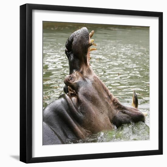 Male Nile Hippopotamus Plays at the Smithsonian National Zoo-null-Framed Photographic Print