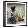 Male Nile Hippopotamus Plays at the Smithsonian National Zoo-null-Framed Photographic Print