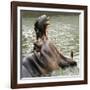 Male Nile Hippopotamus Plays at the Smithsonian National Zoo-null-Framed Photographic Print