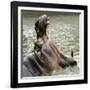 Male Nile Hippopotamus Plays at the Smithsonian National Zoo-null-Framed Photographic Print