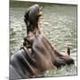 Male Nile Hippopotamus Plays at the Smithsonian National Zoo-null-Mounted Photographic Print