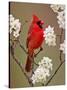 Male Northern Cardinal Among Blossoms of Pear Tree-Adam Jones-Stretched Canvas