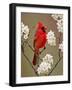 Male Northern Cardinal Among Blossoms of Pear Tree-Adam Jones-Framed Photographic Print