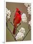 Male Northern Cardinal Among Blossoms of Pear Tree-Adam Jones-Framed Photographic Print