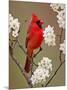 Male Northern Cardinal Among Blossoms of Pear Tree-Adam Jones-Mounted Photographic Print