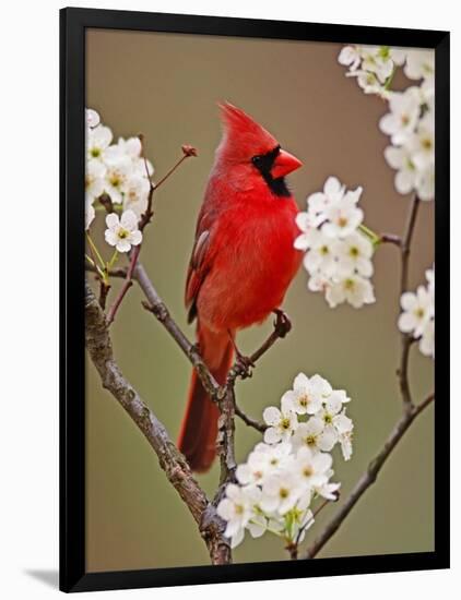 Male Northern Cardinal Among Blossoms of Pear Tree-Adam Jones-Framed Photographic Print