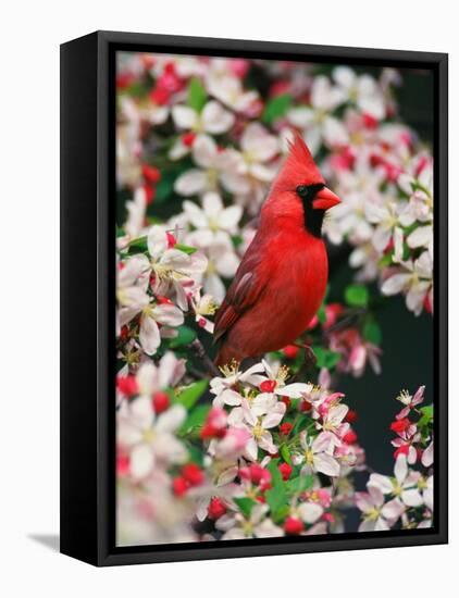 Male Northern Cardinal among Crabapple Blossoms-Adam Jones-Framed Stretched Canvas