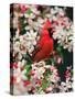 Male Northern Cardinal among Crabapple Blossoms-Adam Jones-Stretched Canvas