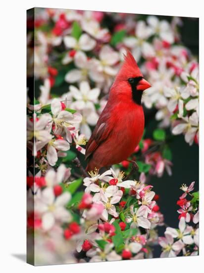 Male Northern Cardinal among Crabapple Blossoms-Adam Jones-Stretched Canvas