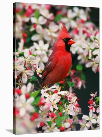 Male Northern Cardinal among Crabapple Blossoms-Adam Jones-Stretched Canvas
