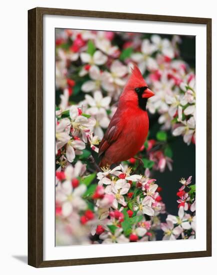 Male Northern Cardinal among Crabapple Blossoms-Adam Jones-Framed Premium Photographic Print