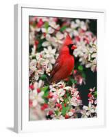 Male Northern Cardinal among Crabapple Blossoms-Adam Jones-Framed Premium Photographic Print