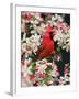 Male Northern Cardinal among Crabapple Blossoms-Adam Jones-Framed Premium Photographic Print