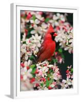 Male Northern Cardinal among Crabapple Blossoms-Adam Jones-Framed Premium Photographic Print