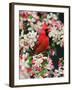 Male Northern Cardinal among Crabapple Blossoms-Adam Jones-Framed Premium Photographic Print