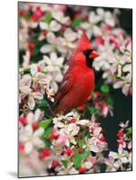 Male Northern Cardinal among Crabapple Blossoms-Adam Jones-Mounted Premium Photographic Print