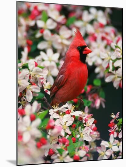 Male Northern Cardinal among Crabapple Blossoms-Adam Jones-Mounted Premium Photographic Print