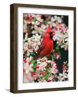 Male Northern Cardinal among Crabapple Blossoms-Adam Jones-Framed Photographic Print