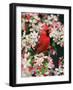 Male Northern Cardinal among Crabapple Blossoms-Adam Jones-Framed Photographic Print