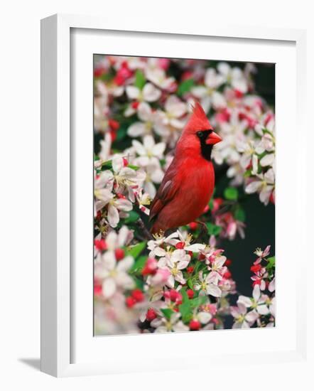 Male Northern Cardinal among Crabapple Blossoms-Adam Jones-Framed Photographic Print