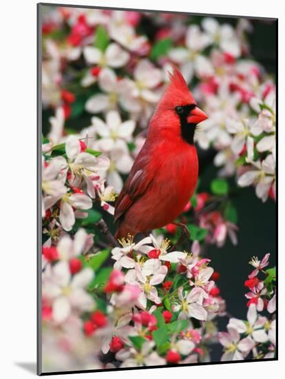 Male Northern Cardinal among Crabapple Blossoms-Adam Jones-Mounted Photographic Print