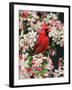 Male Northern Cardinal among Crabapple Blossoms-Adam Jones-Framed Photographic Print