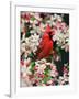 Male Northern Cardinal among Crabapple Blossoms-Adam Jones-Framed Photographic Print