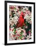 Male Northern Cardinal among Crabapple Blossoms-Adam Jones-Framed Photographic Print