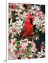 Male Northern Cardinal among Crabapple Blossoms-Adam Jones-Framed Photographic Print