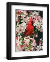 Male Northern Cardinal among Crabapple Blossoms-Adam Jones-Framed Photographic Print