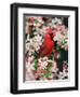 Male Northern Cardinal among Crabapple Blossoms-Adam Jones-Framed Photographic Print