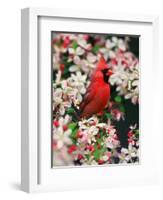 Male Northern Cardinal among Crabapple Blossoms-Adam Jones-Framed Photographic Print