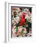 Male Northern Cardinal among Crabapple Blossoms-Adam Jones-Framed Photographic Print