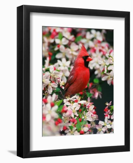 Male Northern Cardinal among Crabapple Blossoms-Adam Jones-Framed Premium Photographic Print