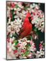 Male Northern Cardinal among Crabapple Blossoms-Adam Jones-Mounted Premium Photographic Print