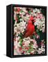 Male Northern Cardinal among Crabapple Blossoms-Adam Jones-Framed Stretched Canvas