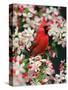 Male Northern Cardinal among Crabapple Blossoms-Adam Jones-Stretched Canvas
