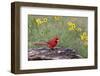 Male Northern Cardinal and flowers. Rio Grande Valley, Texas-Adam Jones-Framed Photographic Print