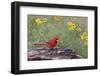 Male Northern Cardinal and flowers. Rio Grande Valley, Texas-Adam Jones-Framed Photographic Print