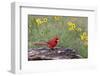 Male Northern Cardinal and flowers. Rio Grande Valley, Texas-Adam Jones-Framed Photographic Print