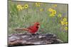 Male Northern Cardinal and flowers. Rio Grande Valley, Texas-Adam Jones-Mounted Photographic Print