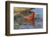 Male Northern Cardinal bathing. Rio Grande Valley, Texas-Adam Jones-Framed Photographic Print