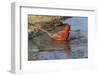 Male Northern Cardinal bathing. Rio Grande Valley, Texas-Adam Jones-Framed Photographic Print